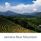 Кофе в зернах Дом Кофе Jamaica Blue Mountain (Ямайка Блю Маунтин) 200 г